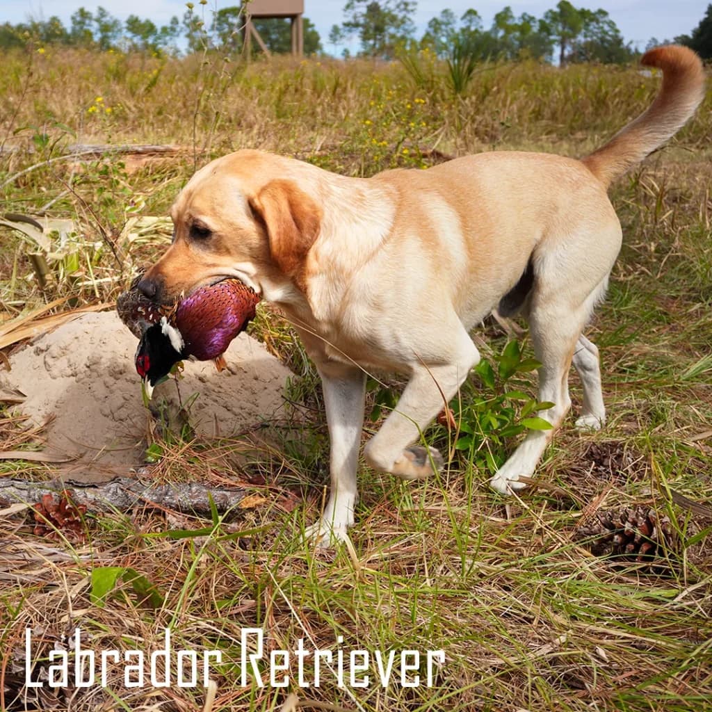 Bird Hunting Dogs; A Key Player & Pivotal Role