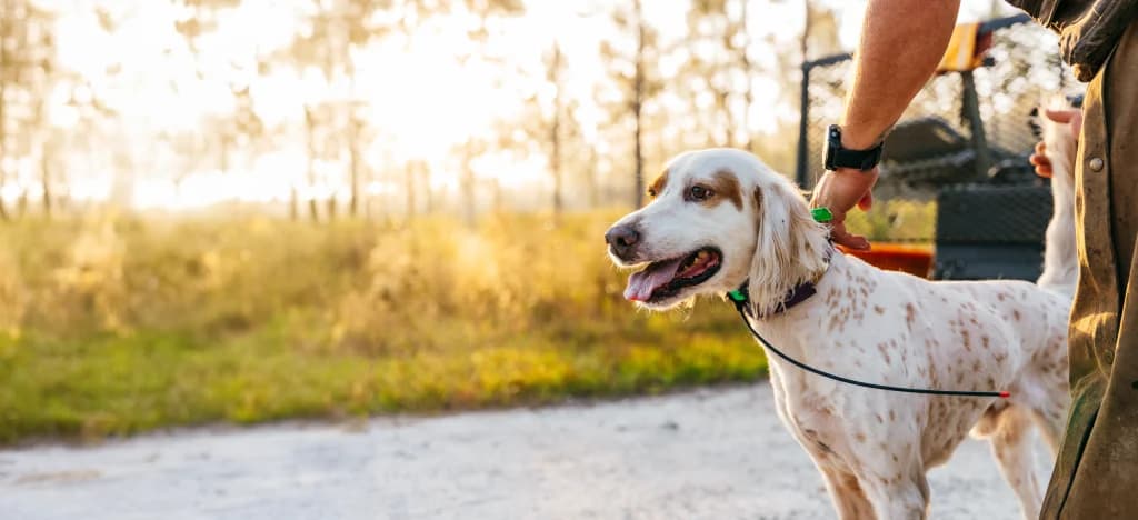 How to Keep Your Hunting Dog Fit Year-Round