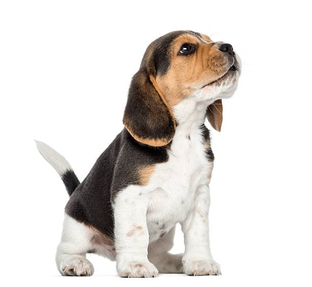 Beagles: Hunting Dog Profile
