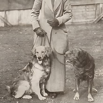 Golden Retrievers : Hunting Dog Profile