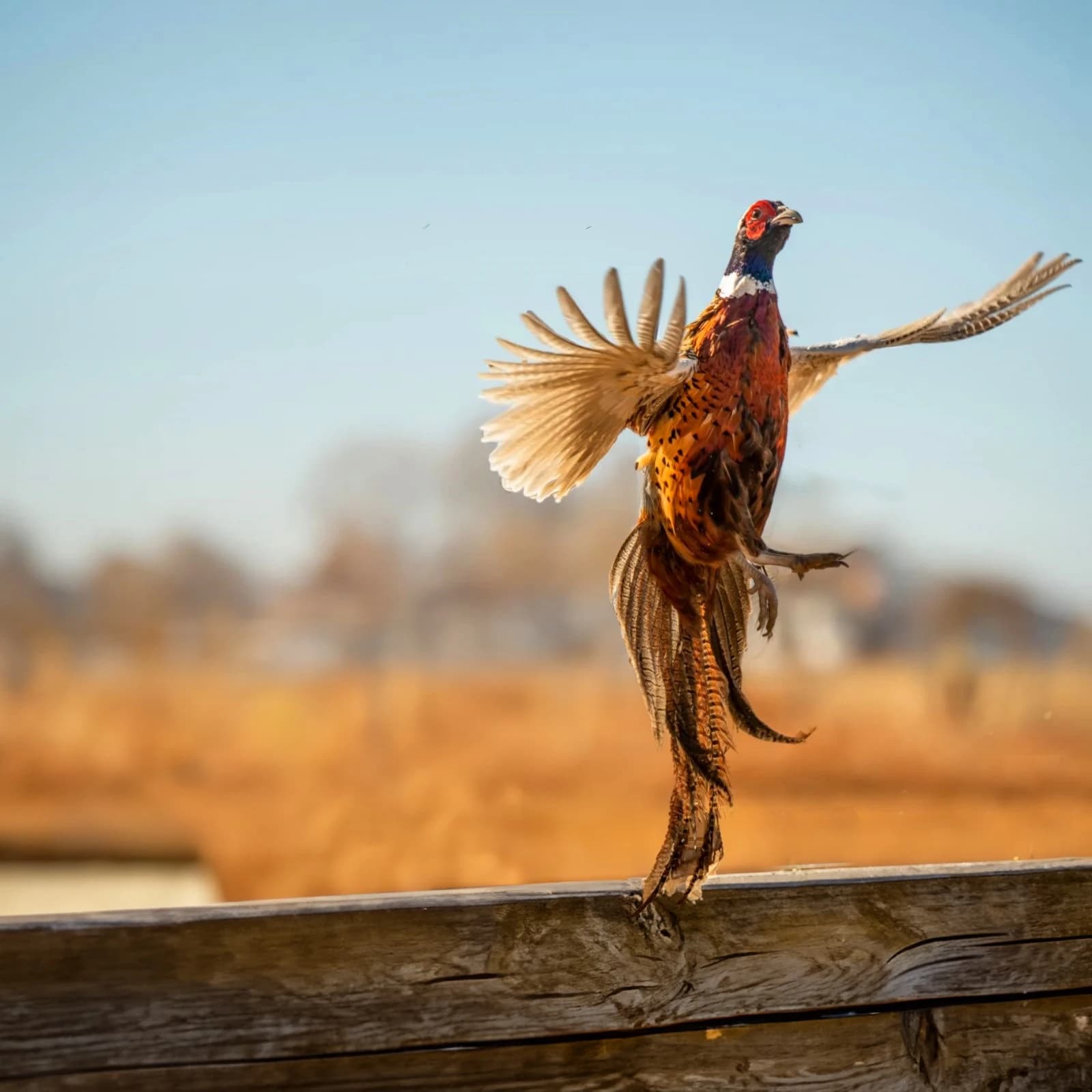 Preparing for Your First Quail Hunt